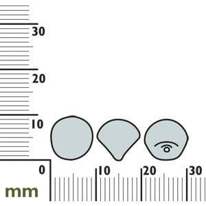 MUSHROOM 9X8MM JET BRONZE