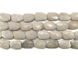 Fossil Coral